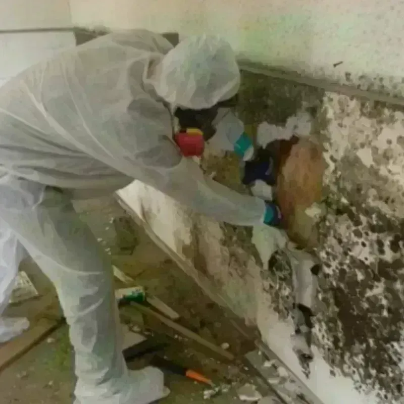 Mold Remediation and Removal in Seabrook Farms, NJ